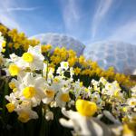 Daffodils in Outdoor Gardens at Eden Project